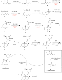 Biosynthesis of lovastatin Figure 1- Biosynthesis of Lovastatin.gif