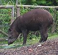 Brazilian or lowland tapir
