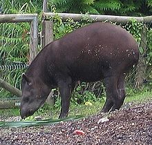 Flachlandtapir.jpg