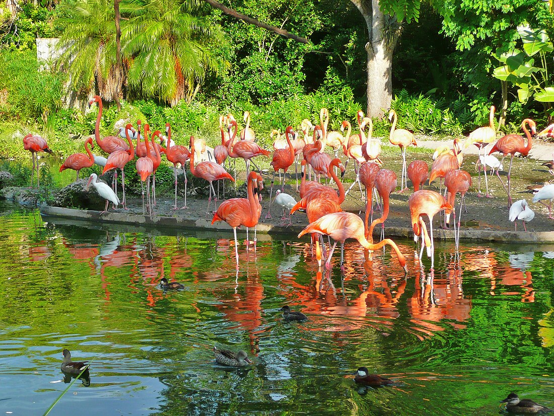 Zoológico de Miami