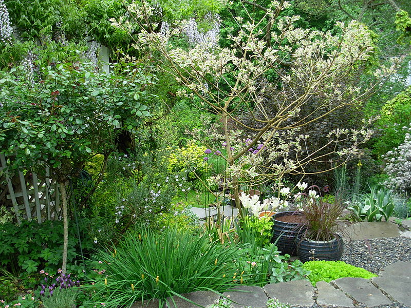 File:Flickr - brewbooks - Our Garden - May, 2008 (13).jpg