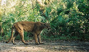 Florida-Puma