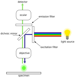 Fluorescence microscope light pathway FluorescenceFilters 2008-09-28.svg