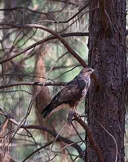 Forest Buzzard, Buteo trizonatus, at Hangklip Forest, Makhado, Limpopo Province, South Africa (20761518321).jpg