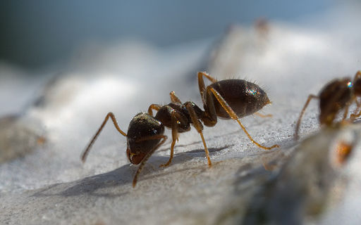 Image of an ant.