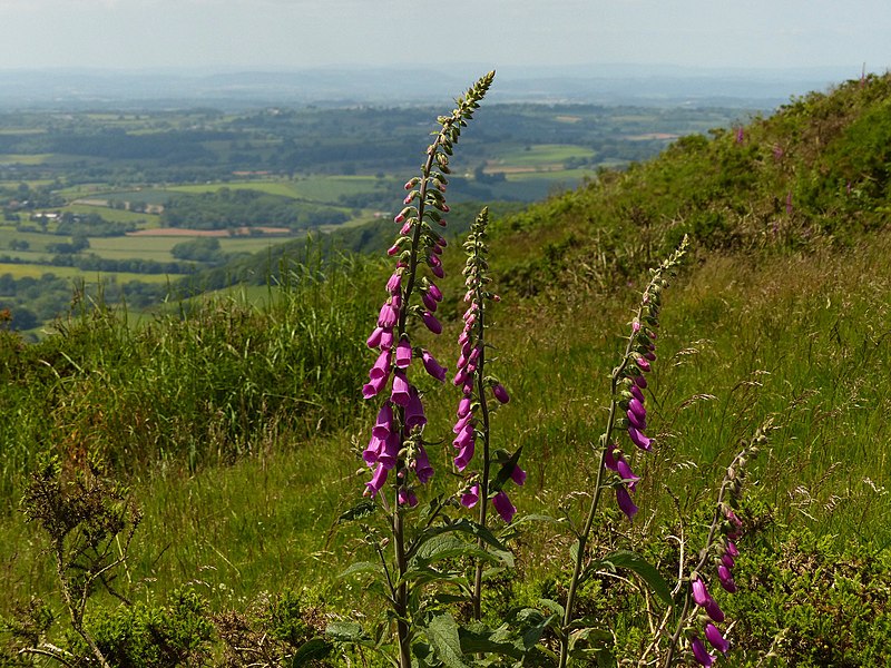 File:Foxgloves at the Malvern Hills - geograph.org.uk - 4372388.jpg