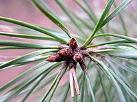 Scots pine needles and buds