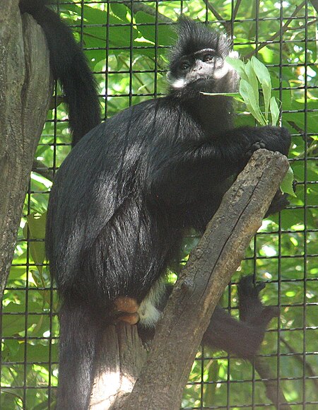 Tập_tin:Francois_Langur_01.jpg