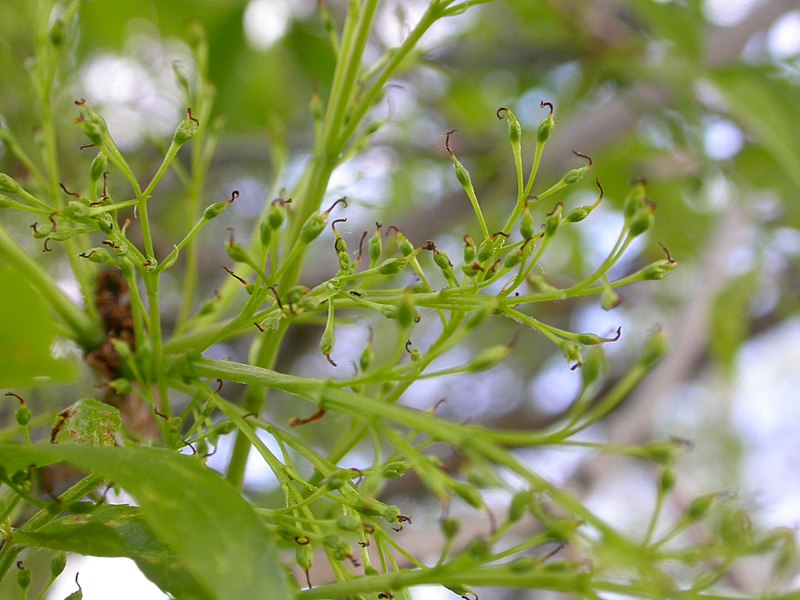 File:Fraxinus pennsylvanica (5107485857).jpg