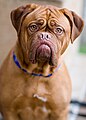 Red dogue de Bordeaux with liver mask