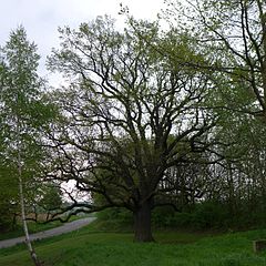 Peace Oak 1871 Brunsen