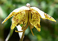 Fritillaria atropurpurea 4.jpg