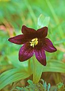 Fritillaria camschatcensis - Chocolate Lily.jpg