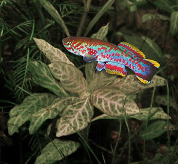 Fundulopanchax gardneri nigerianus is a cyprinodontiform subspecies I used to breed. This is an adult, male specimen photographed by me in one of my aquaria.