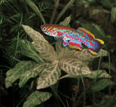 Fundulopanchax gardneri nigerianus, a semi-annual West African killifish.