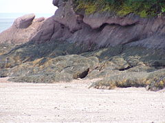 Baia de Fundy - Wikipedia