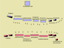 Disposition of troops at the Battle of Gabiene. Gabienen taistelu.svg