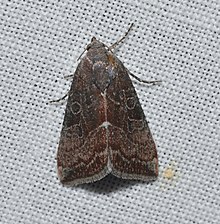 Galgula partita - Wedgling Moth.jpg