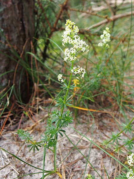 File:Galium album Przytulia biała 2020-06-29 02.jpg