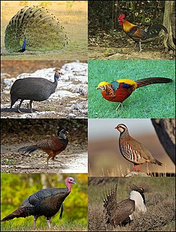 Galliformes: Filogenia, Taxonomía, Descripción