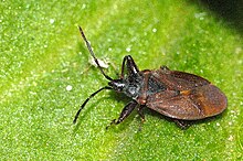 Gastrodes.ossosses .-. Lindsey.jpg