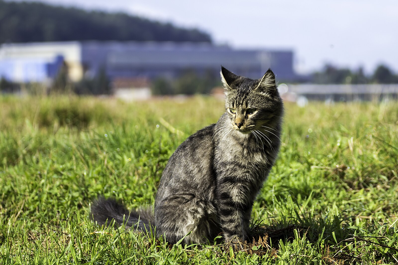 Vinagre para gata en celo