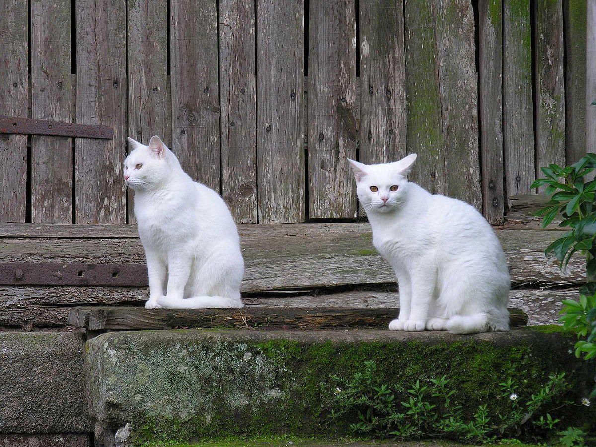 白猫 Wikipedia