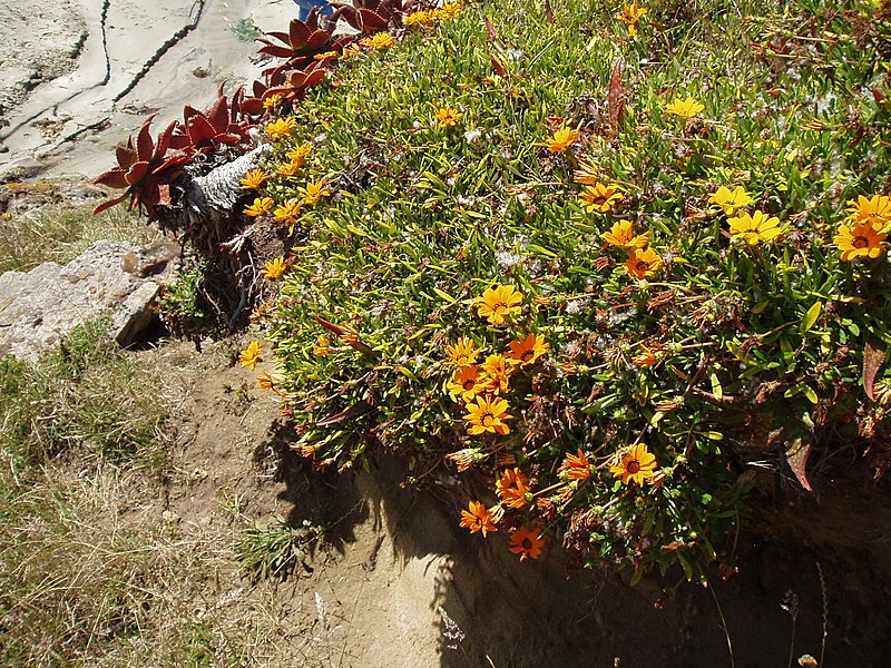 File:Gazania rigens (L.) Gaertner (AM AK298748-2).jpg