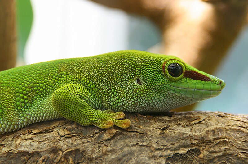 File:Gecko de Madagascar.jpg