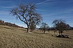 Wiesenlandschaft bei Balingen