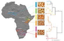 Approximate geographic ranges, fur patterns, and phylogenetic relationships between some giraffe subspecies