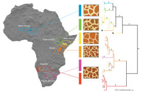 5 December: Genetic subdivision in the giraffe based on mitochondrial DNA sequences.