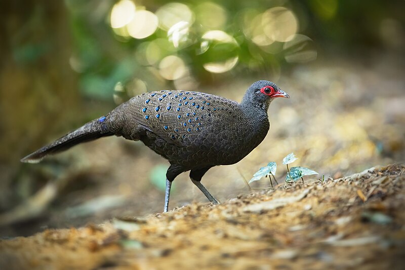 File:Germain's Peacock-Pheasant (female) 6785.jpg