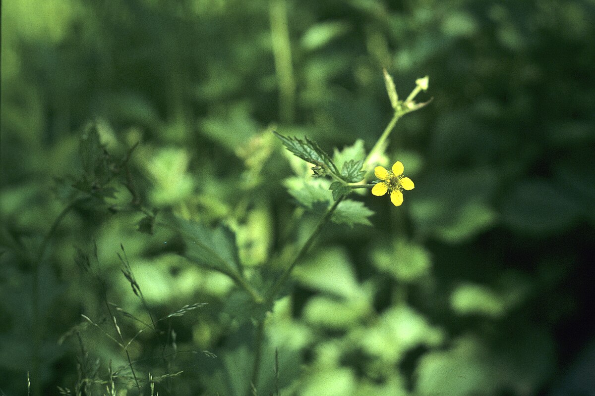 Geum Aleppicum Wikipedia La Enciclopedia Libre