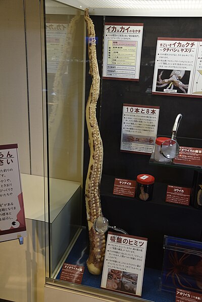 File:Giant squid - Tottori Prefectural Museum 08.jpg