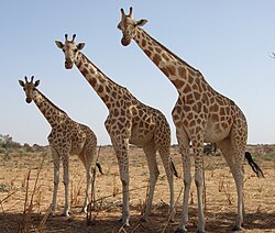 West African giraffes near Koure, Niger Girafeskoure.jpg