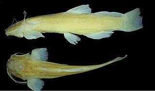 <i>Glaphyropoma spinosum</i> Species of fish