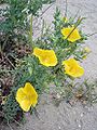 Yellow horned poppy (Glaucium flavum)