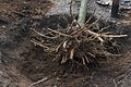 Rozvětvený kořenový systém starší rostliny.