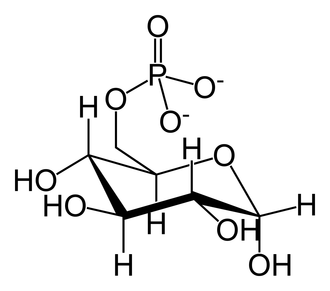 Glucose-6-phosphate Glucose-6-phosphate-skeletal.png