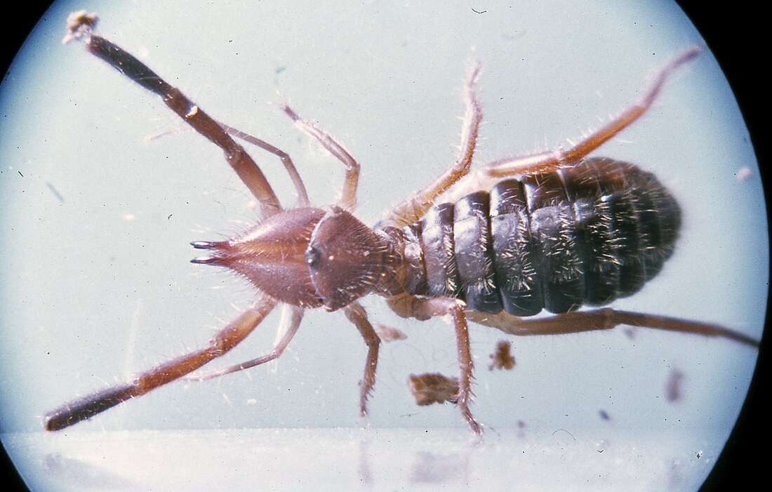 Solifugae