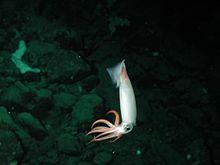 Gonatus onyx on the Davidson Seamount at a depth of 1,328 m Gonatus onyx.jpg