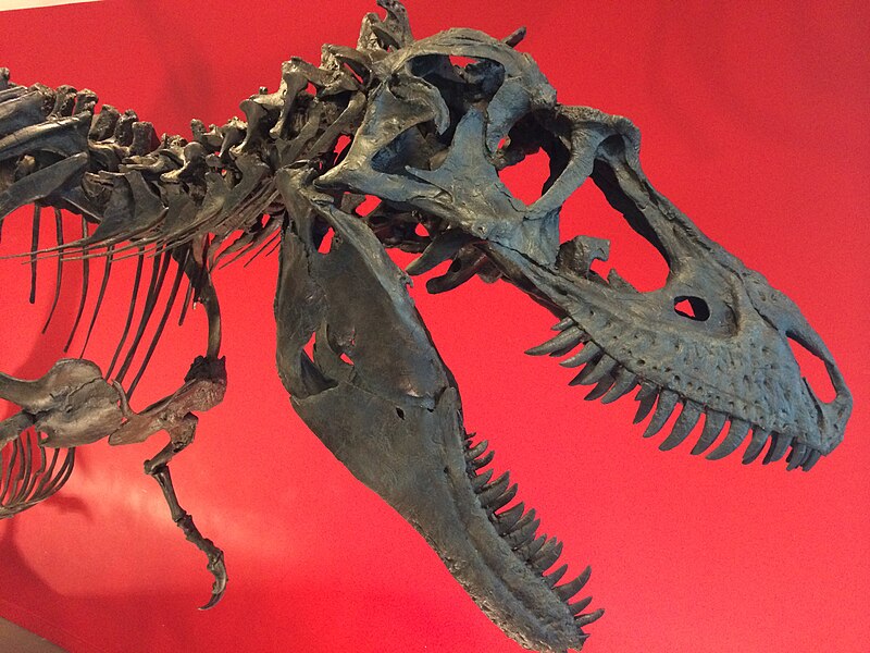 File:Gorgosaurus sp..jpg