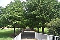 The ginko trees in Gotenbe Park