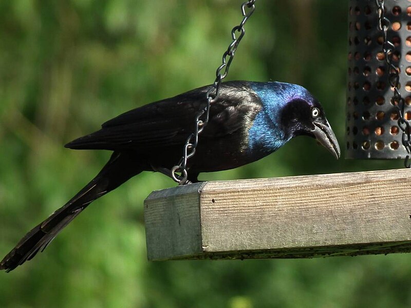 File:Grackle in my garden.jpg