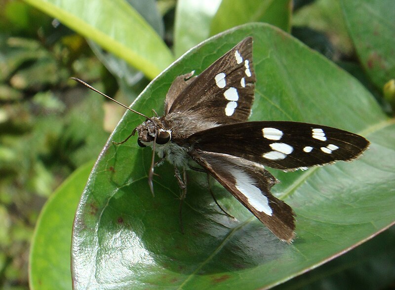 File:Grape Leaf Folder Moth.jpg