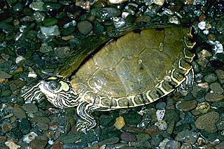 Pascagoula map turtle Species of turtle