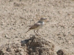 Ammomanopsis Grayi: Distribución y hábitat, Subespecies, Referencies