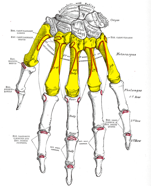 File:Gray220 - Metacarpus.png