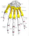 Vue dorsale des os de la main et des insertions musculaires (les métacarpiens en jaune).